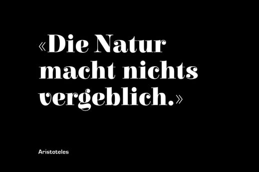 Dachbegrünung Flachdach Bienendach Biodiversität Stefan Müggler