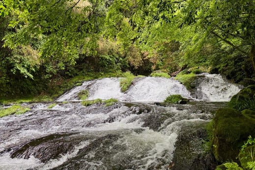 水源地の沢（清流）