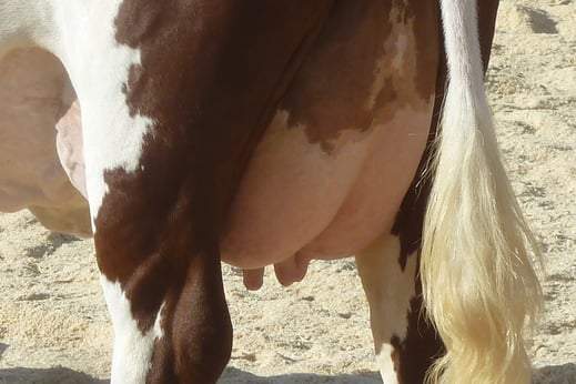 Mamelle adulte de la race Abondance