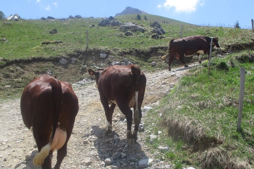 Vaches Abondance montant à l’alpage (Haute-Savoie)