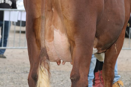Mamelle jeune de la race Abondance