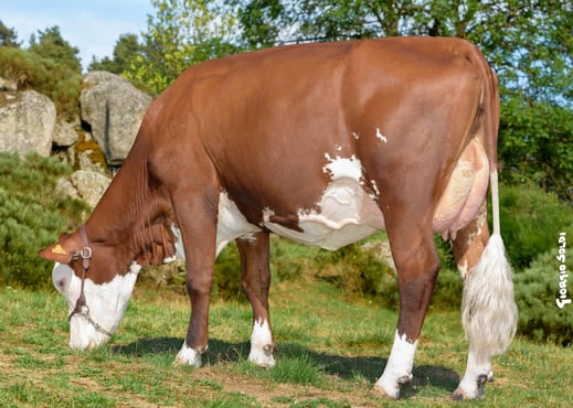 Prétendante (Millet x Nucléair) à Sébastien Rambaud - Thoras (43)