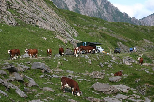 Traite dans les Pyrénées