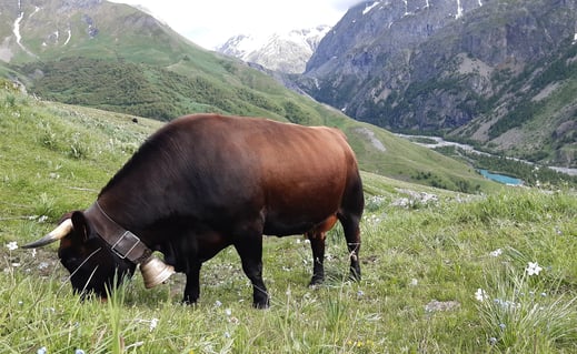 Elevage de Julie et Sylvie Protière à Villar d'Arène (Hautes-Alpes)