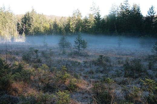Ettehnofer Moos (Foto: Horst Guckelsberger)
