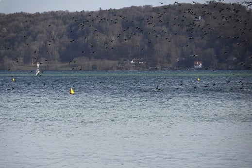 Bojen markieren kritischen Gewässerbereiche wie Ruhezonen © Andrea Gehrold