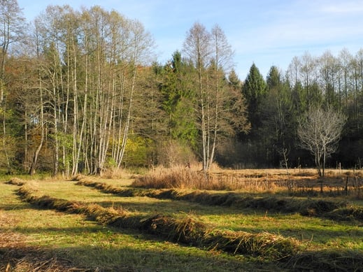Barthwiese im Herbst (Foto: Horst Guckelsberger)