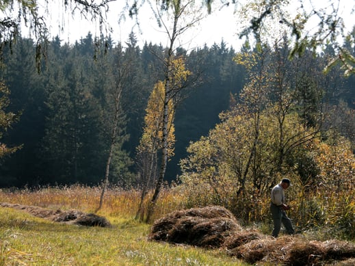 Abheuen auf den Pfarrwiesen (Foto: Horst Guckelsberger) 