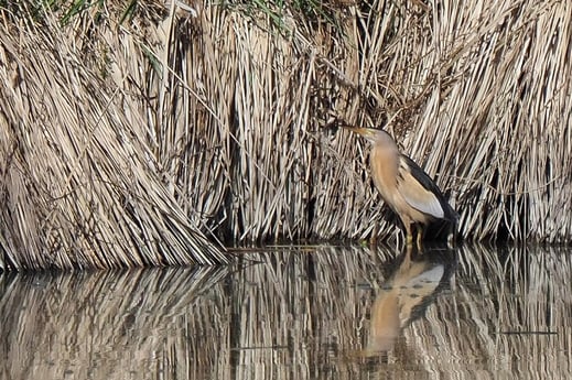 Zwergdommel (Foto: Antje Geigenberger) 