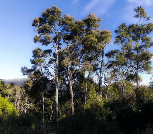 Arbres de Kanuka en Nouvelle-Zélande