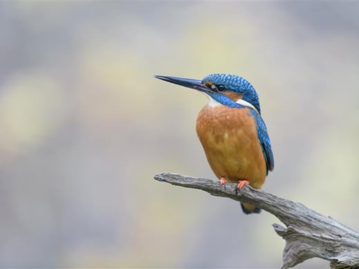 Eisvogel: Christoph Bosch (LBV Bildarchiv)