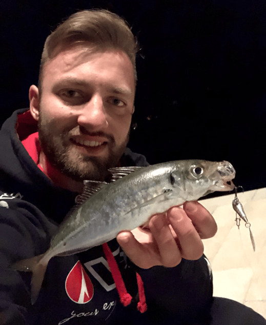 Johannes Höfner | Bastardmakrele | Trachurus trachurus | 27cm | Adriatisches Meer | Kroatien | 21. September 2019