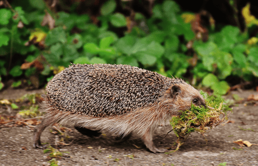 Igel beim Nestbau, Foto: pixabay 