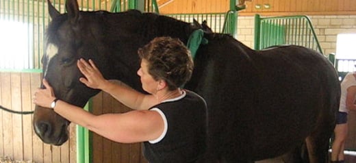 Mit Tieren sprechen - Dekofoto Meridianarbeit