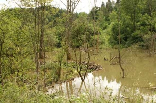 Rozlewisko Łopienki