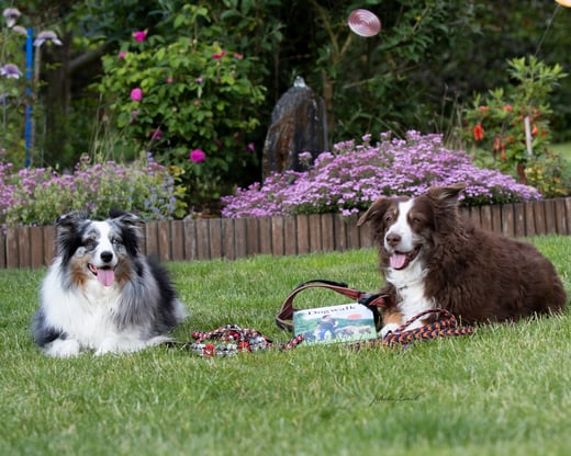 Australian Shepherd Hündinnen Indi und Nadira im Rasen liegend