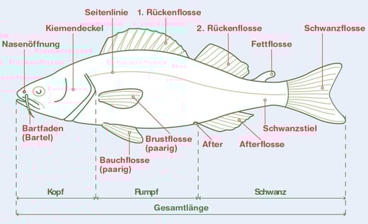 Fischen lernen http://www.jungfischermeisterschaft.ch/seite-1/lernmaterialien.html