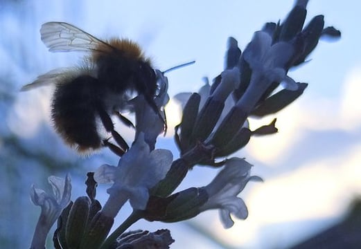 Welch eine Schönheit im Garten: Eine Hummel am weißen Lavendel.