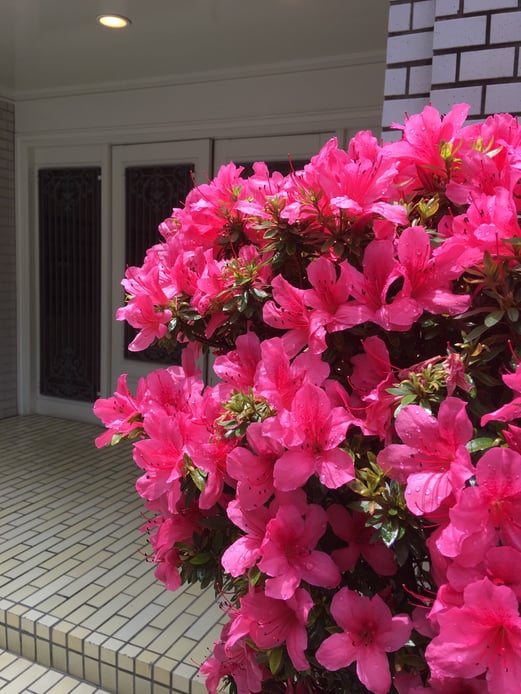 5월 진달래, ５月躑躅