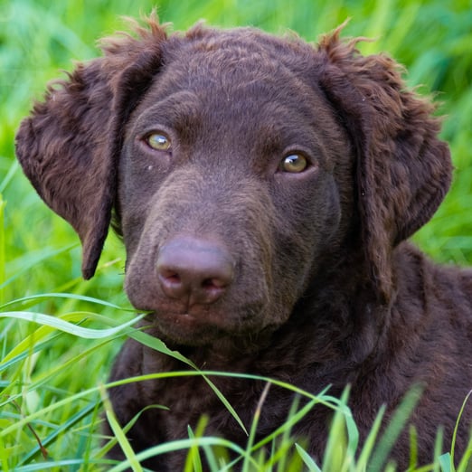 Foto ©Corinne Keller