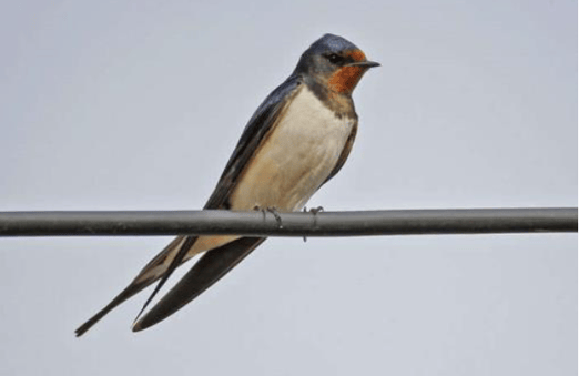 Rauchschwalbe (Bild: zvg)