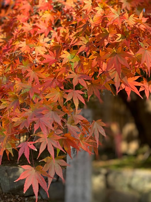 京都市下京区四条烏丸の心療内科、女医のいるメンタルクリニック、オンライン診療、マインドフルネス