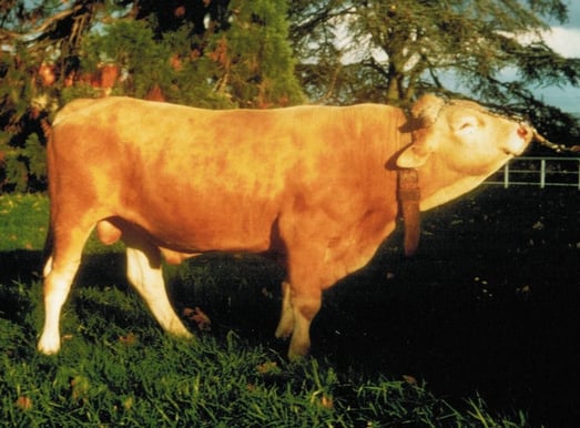 Lupin FR 3875001258 - photo CIA de Bel Air