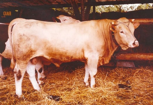 RUDY FR3880012786 - photo L. Avon