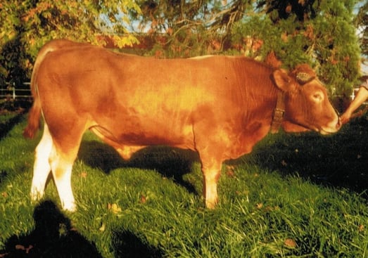 Loulou FR 3978350012 - photo CIA de Bel Air