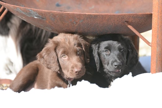 Feela & Paige im Schnee im Diemtigtal