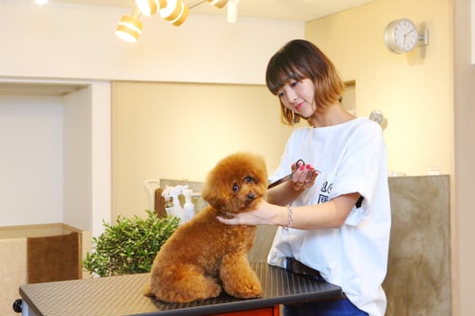 dog salon sealy Kyoko Ide