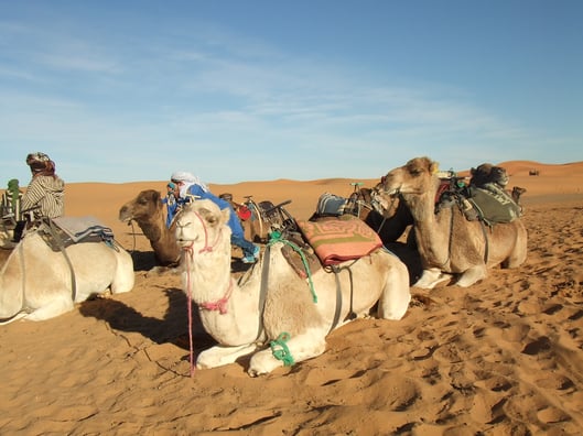 ラクダさんが、座ってお出迎えしてくれます。