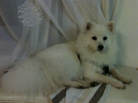 Femelle Spitz Japonais adulte