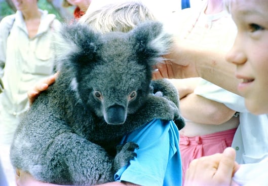 地元の人が行く動物園ではコアラ 抱きホーダイ！　オーストリア
