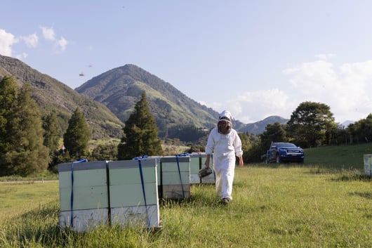 Photographie d'un paysage en pleine nature d'un rucher en Nouvelle-Zélande avec trois ruches, l'apiculteur qui marche avec son enfumoir et son pick-up pour se déplacer dans la nature sauvage