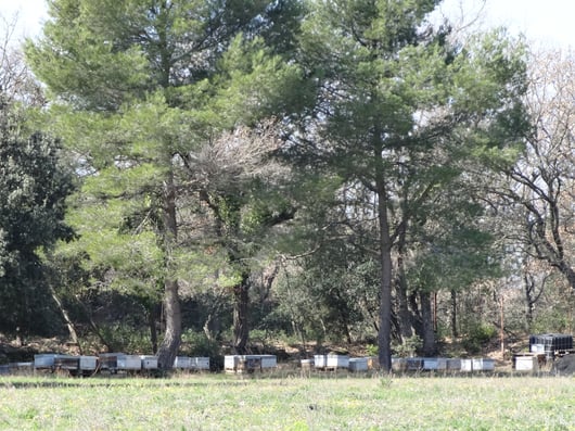 En Luberon, sous les pins, les abeilles butinent les fleurs de la garrigue