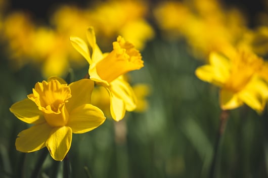 Dubach Garten Kundengärtner Frühlingsarbeit Osterglocken