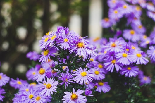 Dubach Garten Kundengärtner Astern Rabatten