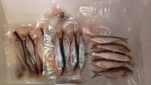 Drill Point Fishing Onlineshop Unterkategorie Angelköder, Produktangebote tote Köderfische für die Raubfischangelei, Fischköder, gefrorene Köderfische, Köfis, konservierte Köderfische, usw. Jetzt tote Köderfische günstig online bestellen/kaufen!