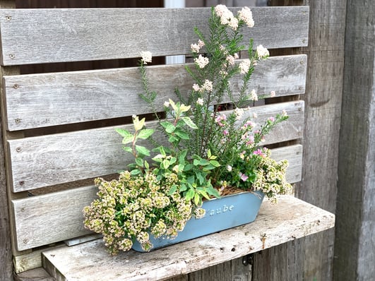 寄せ植えワークショップ