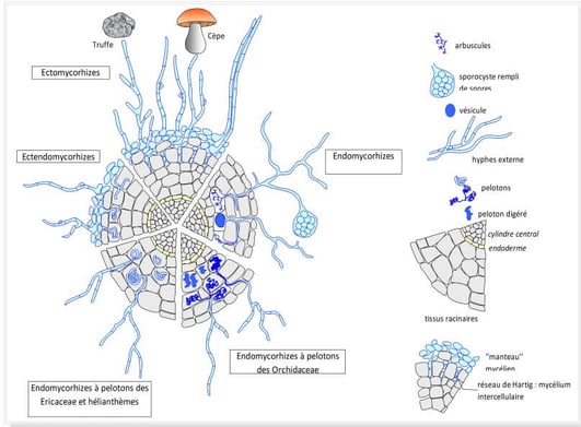Schéma d'une coupe de racine comparant les différents types de mycorhizes (Halle et al., 2008)