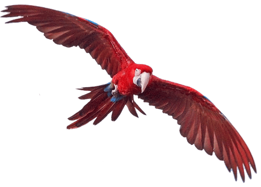 ara rouge image animaux transparent sur fond blanc pour site web illustration ecole montessori