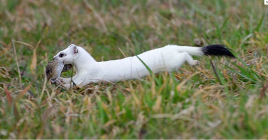 Hermelin im weissen Winterpelz. Wo bleibt der Schnee?  © Marcel Ruppen