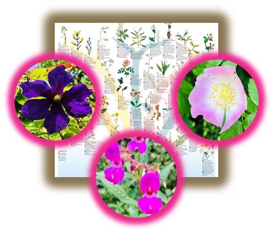 © glanzerfüllt | links: 09 Clematis | mittig: 18 Impatiens | rechts: 37 Wild Rose