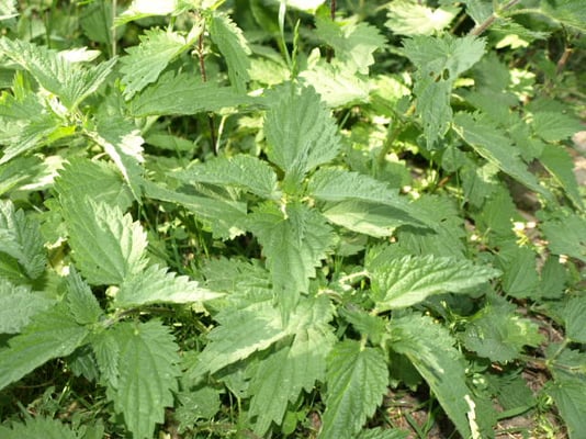 Brennessel, ein sehr effektives Mittel zur Entsäuerung und inneren Reinigung