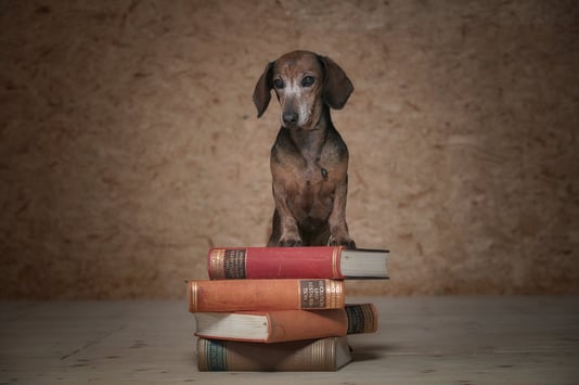 Bei so viel Literatur wird die Wahl schwierig.