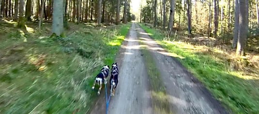 Aylas erste Scooting-Tour (5,6 km) mit Sitka im Gespann