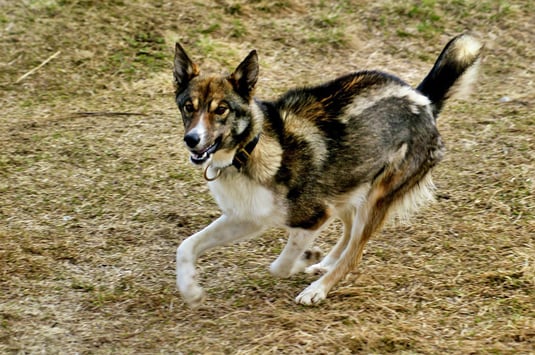 Kira; Foto: Silvia Furtwängler