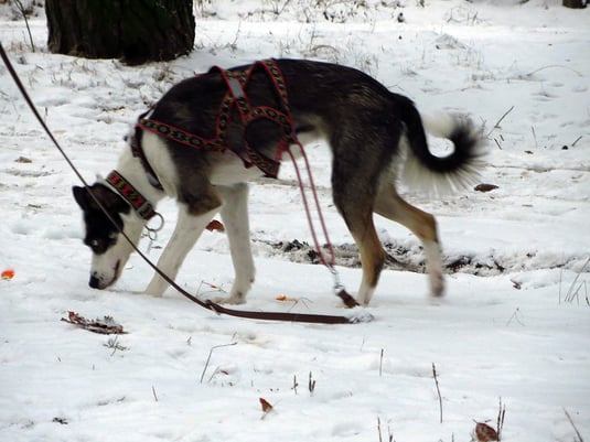 Sitka im Dezember 2012; Foto: Fuchs