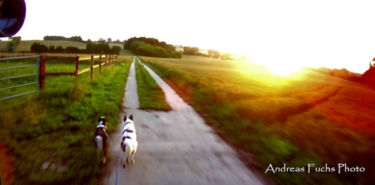 Dogscooting im August